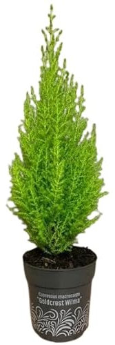 Ciprés Amarillo Goldcrest Natural Árbol de Exterior - Belleza Soleada para tu Hogar
