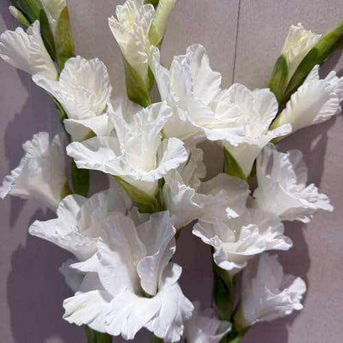 gladioli Coltivare da giardino sul balcone di gladiolo di precocito primaverili giardino da appartamento forniture 2bulbi