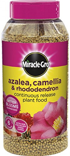 Miracle Gro Slow Release Azalea, Camellia & Rhododendron Plant Food 1kg Shaker Jar (519423)