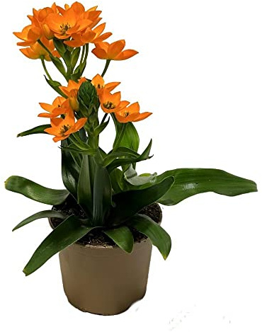 Lirio de Bosque Natural - Planta Viva de Clivia Natural con Flores Deslumbrantes