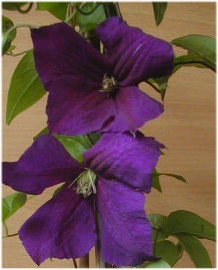 Waldrebe Clematis Jackmanii Superba 80 cm hoch im 3 Liter Pflanzcontainer | Winterhart & bienenfreundlich – große Blüten mit langer Blütezeit, schnittverträglich, für Zäune & Rankgitter