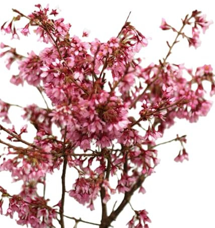 Cereza ornamental Prunus Okame 100-125 cm resistente
