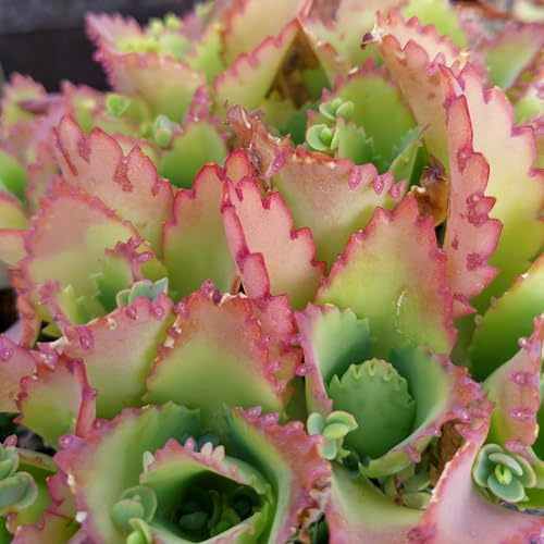 SUNNYPLANTS - Kalanchoe Laetivirens, Mother of Millions, Mother of Thousands, Kalanchoe Pflanzen, Kalanchoe Stecklinge, Sukkulenten Pflanzen, Zimmerpflanzen