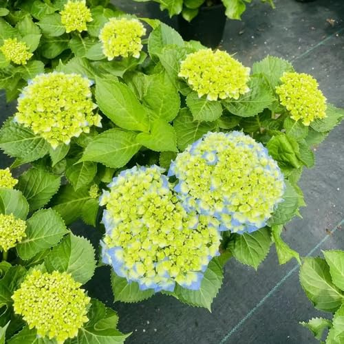 Semi di ortensia - Vecchie varietà resistenti balcone con interna tappezzanti in vaso rialzata serre Giardino roccioso, 40pcs