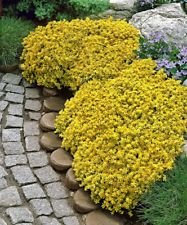 Golden Acre Sedum Stonecrop, Golden Carpet (100 Gold Moss) Flower Seeds