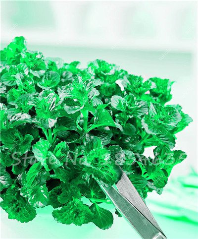 Graines De Menthe Rares Bonsaï Herbe Pot De Fleur Menthe Des Champs Menthe Tohum Plantes De Jardin Ornementales D'Intérieur Pots Jardinières