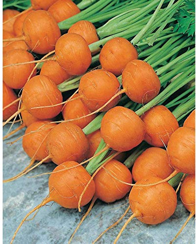 100 Graines de carotte Round Market Paris