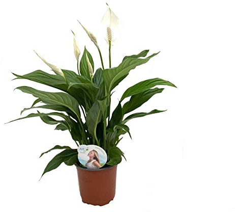 Spathiphyllum Alana DECOALIVE Planta de Interior Natural para Decorar el Hogar Lirio de la Paz o Espatifilo