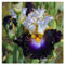 Bulbos de iris, Decoración de jardines,Bulbos iris germanica, Bulbos de flor iris, Iris Bulbs,Plantas de follaje,Muchas variedades-3 Bulbos-E