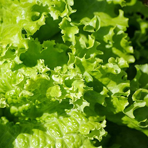 Leaf Lettuce Garden Seeds - Grand Rapids - 1 Oz ~25,000 Seeds - Non-GMO, Heirloom Vegetable Gardening & Microgreens Seed