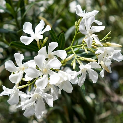 Pianta vera di Nerium oleander - Diametro Vaso Ø 18 cm