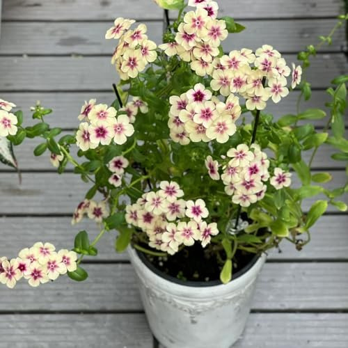 flox - semi di tappezzanti resistenti al freddo semi di phlox balcone insoliti decorativo balcone in vaso 160semi