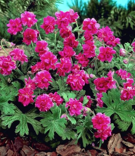 BALDUR Garten 2x Winterharte Geranie 'Rote Burcs Double®', Knollen in Größe I, äußerst pflegeleicht & farbenprächtig, monatelang gefüllte, leuchtstarke Blüten, wächst aufrecht & ist sehr anspruchslos