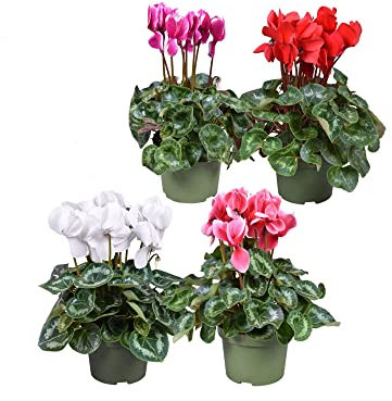 Cyclamen Persicum - Plantas Vivas - Pack 4 Unidades - Plantas Naturales para Decorar el Hogar