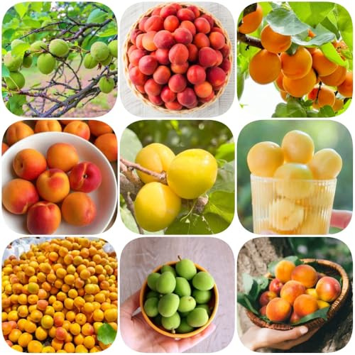 Semi di albicocca, da frutto giardino di semi acquistare fresca esotiche esterno nani resistenti 18pcs
