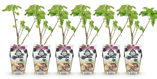 Svarta vinbärsväxter ribes nigrum Titania vinterhärdiga 6 växter Ø 9 cm höjd 30 cm – vitaminrika svarta vinbär för trädgård och balkong