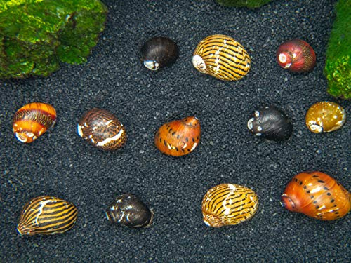 Aquatic Arts 10 Live B-Grade Nerite Snails | Freshwater Aquarium Species | Natural Undergravel Tank Substrate Clearers