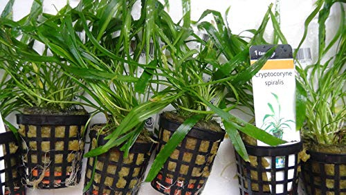CRYPTOCORYNE SPIRALIS - Live aquarium plant