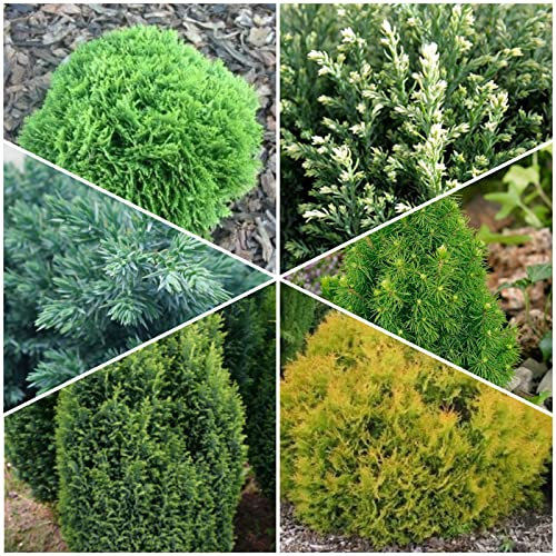4 Pack Dwarf Conifers Mixed Evergreen Variety, Slow Growing