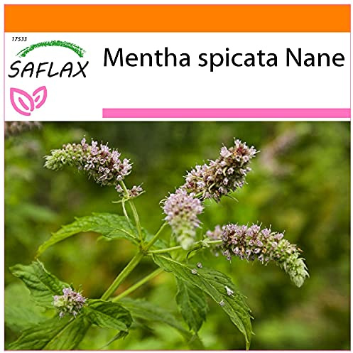SAFLAX - Garden in the Bag - Örter - Mexikansk Nana Mynta - 500 Frön - Med underlag i en passande resväska - Mentha spicata