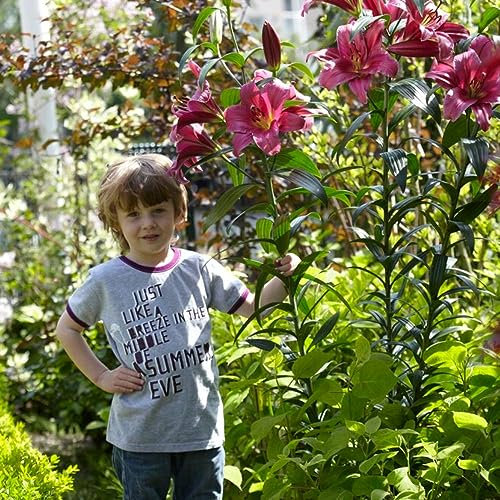 Purple Prince Riesenlilien (3 Zwiebeln), Winterharte Blumenzwiebeln aus Holland zum Garten-Pflanzen (große Knollen, kein Samen, nicht künstlich) (Purple Prince)