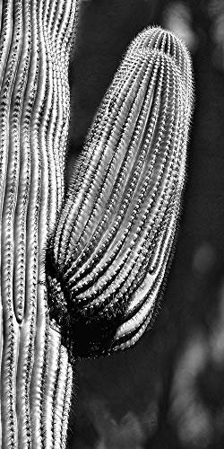 Kunstdruck auf Holz, Bars Tucson Saguaro Pearlman Steve – Blumenmuster, vertikales Bild, Kaktus, BBW-Pflanze, Sukkulenten, minimal, feiner Kunstdruck, 124 x 61 cm