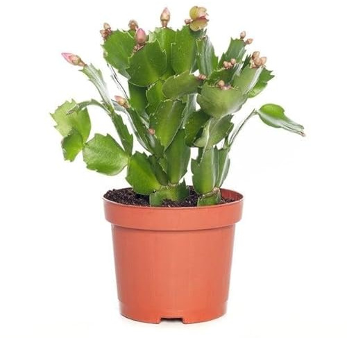 Schlumbergera - Cactus de Navidad - Planta Natural Ideal para Principiantes