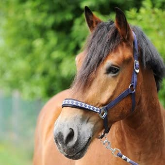 Perlon-Halfter Kaltblut Classic