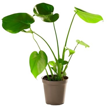 Monstera Deliciosa Viva – Planta Decorativa con Hojas Únicas También Llamada Costilla de Adán