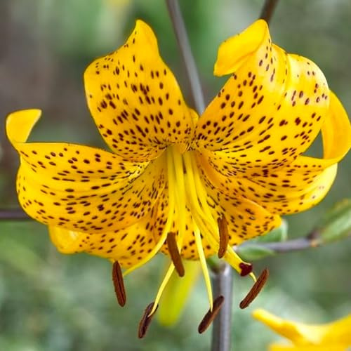 Bulbi di LILIUM (GIGLI) | Bulbi provenienti dai migliori produttori Olandesi | Esclusiva selezione e controllo qualità | Fioritura garantita. (1 Lilium Lancifolium Tigrinum YELLOW)