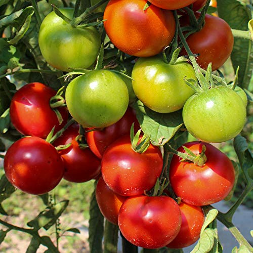 Bloody Butcher Bio-Tomatensamen für ca. 10 Pflanzen - frühe und robuste Salattomate