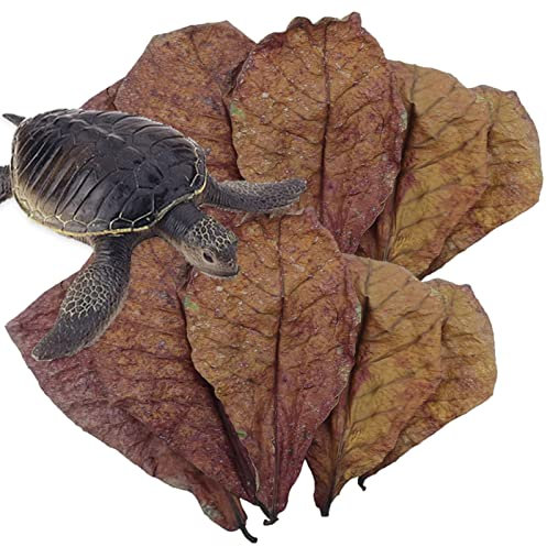 Aquarium Catappa Leaves - Betta Garnelenblätter, Fisch Wasseraufbereiter Aquarium Blätter | Catappa indische Mandelblätter, ph Balance Wasseraufbereiter für Garnelen, Wels, Lebensraum Zubehör