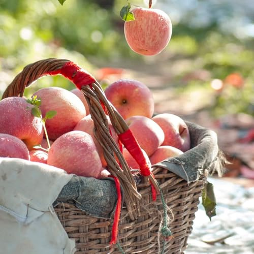 apfel - apfelbaum - säulenobst balkonpflanzen zimmerpflanzen, topfpflanzen draußen winterhart obstsamen 400samen