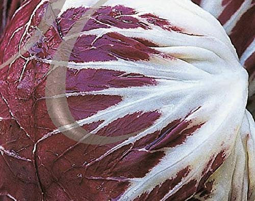 600 Seeds of Vegetable Radicchio Palla Rossa