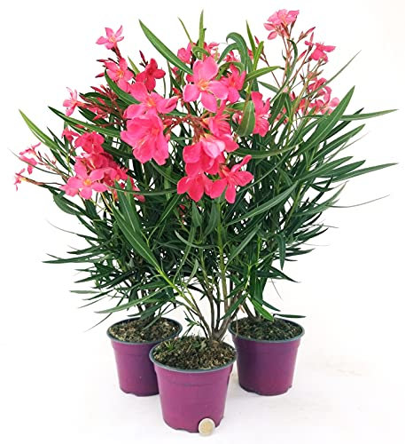 POWERS TO FLOWERS - OLEANDRO ROSA INTENSO, 3 PIANTE, vaso 15cm, piante vere