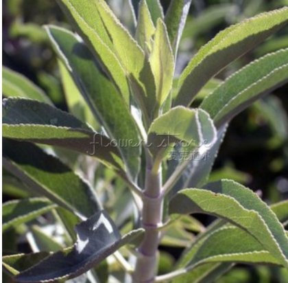 100 impressionanti Magic Seeds semi Salvia Bianca Salvia Apiana