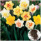 Semillas de Narciso Mezcla de Colores - Bulbos de Flores Rápidas y Fáciles de Cultivar para Maceta, Jardín o Bonsái - Regalo para Amantes de Jardinería (Multicolor)