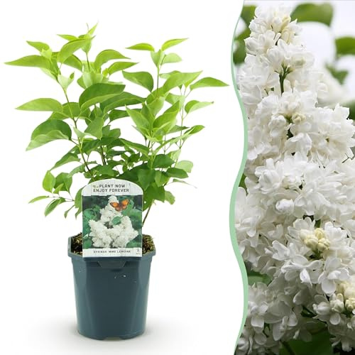 Syringa vulgaris mme Lemoine - Lillà comune - resistente - bianco - 35-45cm - Ø17cm - Pianta da giardino