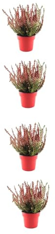 Pack de 4 Calluna vulgaris: Brezos Naturales para un Jardín de Invierno Vivo
