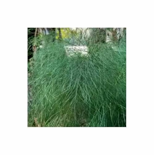 Stk - 10x Asparagus virgatus Tiki Besen Farn Garten Pflanzen - Samen B730 - Seeds & Plants Shop by Ipsa