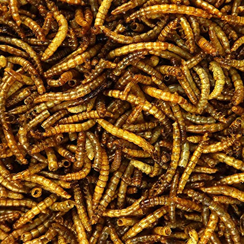 GardenersDream getrocknete Mehlwürmer- Narhaftes wildes Garten Vogelfutter