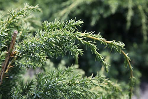 Suttons Chinese Juniper ‘Blue Alps’ Evergreen Conifer Hardy Shrub Potted Garden Plant, Attractive to Pollinators, Ideal for Cottage Gardens, Patio and Containers in a 3L Pot