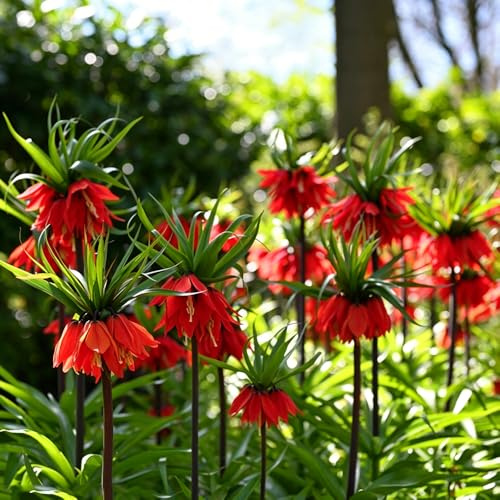 imperiale coronata - d'appartamento esotiche balcone giardino Aiuole rialzate giardino precoce 9bulbi