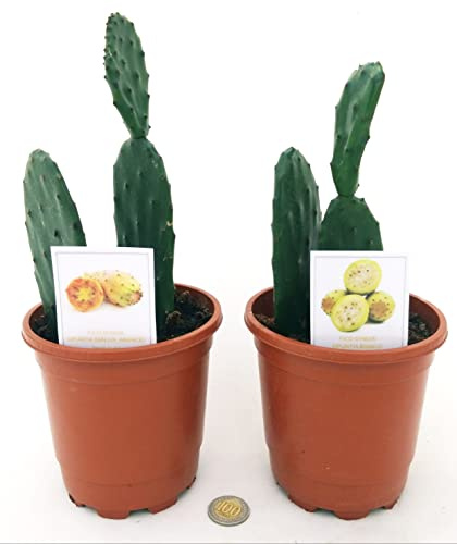 POWERS TO FLOWERS - OPUNTIA, FICO D'INDIA A FRUTTO ARANCIO E GIALLO, 2 PIANTE, Vaso 13cm diametro, piante vere
