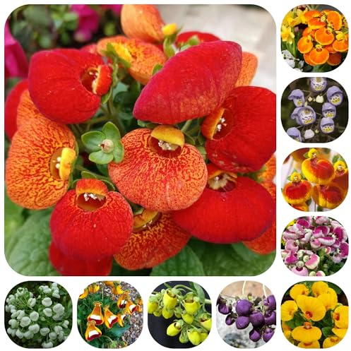 semi di pantofola - calceolaria hohybrida - primaverile, selvatici to perenni biologici aiuola ornamentali decorazione 300pcs