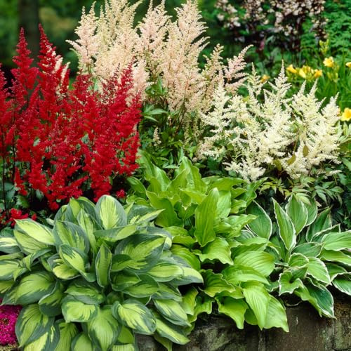 Complete Shade Perennial Flower Bulb Garden - 30 Bulbs for 50 Days of Continuous Blooms (Summer Color from July Through October) - Easy to Grow Summer Planting Bulbs by Willard & May