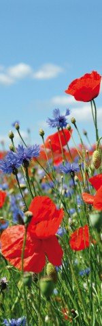 1art1 Blumen Wildblumen-Wiese Mit Mohn- Und Kornblumen Selbstklebende Fototapete Poster-Tapete 240x75 cm