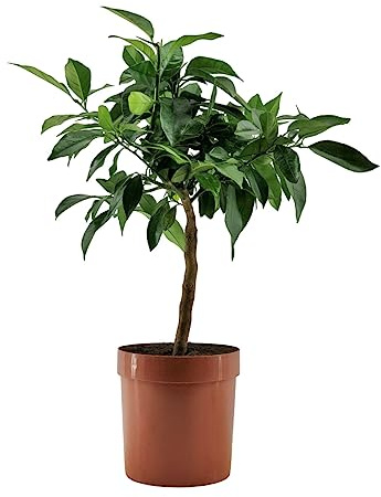 Pianta di Limone Rosso - Citrus Volkameriana - H70cm - vaso ø18 (Coccio)