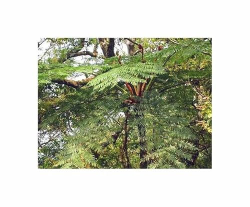 Pcs - 10x Cyathea Loheri Fougère Arborescente Palmenartiger Arbre Jardin Plantes - Graines ID1662 - Seeds & Plants Shop by Ipsa