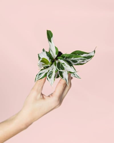 PUR PLANT Calathea White Fusion Mini | Planta Natural de Interior Pet Friendly | Calathea Tropical de Hojas Variegadas Blancas y Verdes | Maceta de Ø6 cm